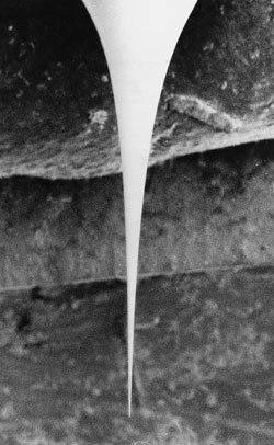scarpa